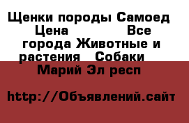 Щенки породы Самоед › Цена ­ 20 000 - Все города Животные и растения » Собаки   . Марий Эл респ.